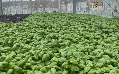 BIGH : Un partenariat durable au cœur de l’agriculture urbaine